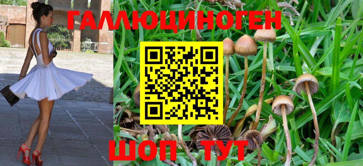 Сатка  Псилоцибиновые грибы Psilocybine cubensis  Вход с VPN 